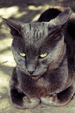 Gray cat with yellow eyesの写真素材