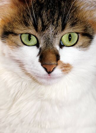 Portrait of a cat with green eyesの写真素材