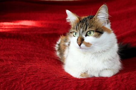 Cat with green eyes looking to the side sitting on a red blanketの写真素材