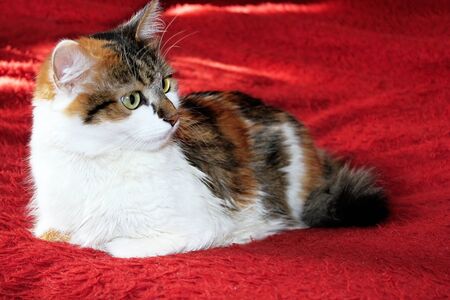 Cat with green eyes looking to the side sitting on a red blanketの写真素材