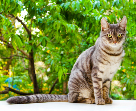 Tabby cat sits on a white surface near green leavesの写真素材