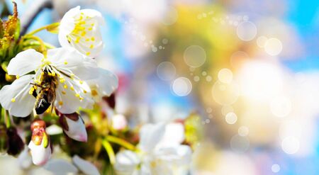 Cherry blossoms and a bee on a colored background.の写真素材