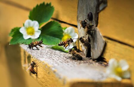 Bees fly in hive. White flowers of strawberry. Green leaf.