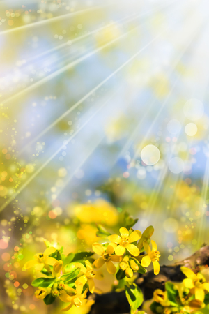 Yellow flowers in the sun. Blooming currant branch black. Bokehの写真素材