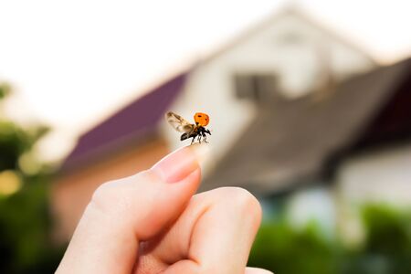 Red ladybird preparing to flying from a man hand on a background of the house.の写真素材