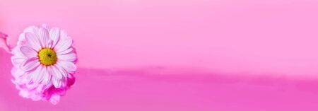 Flower white on a pink background for skinali. Panorama, horizontal.の写真素材