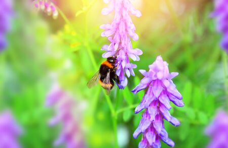 Bumblebee on the flowers of wild vetch.の写真素材
