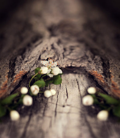 Dramatic Spring flowers on a rustic wooden background. Blurred space for text.の写真素材