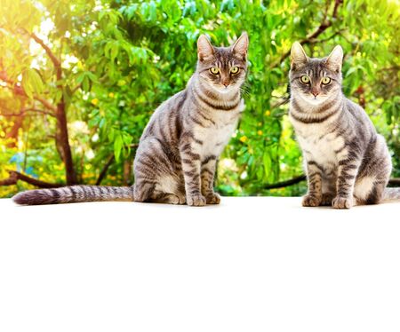 Tabby two cat sits on a white surface on a background of green leaves of the tree. Banner for website. Frame  border with place for text.の写真素材