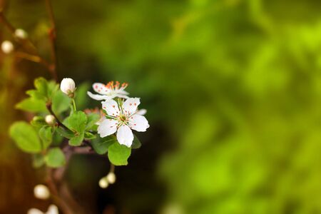 Spring flowers blooming white cherry on a blurred green background grass. Blurred space for text.の写真素材