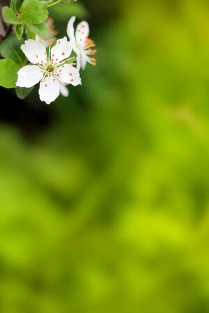 Spring flowers blooming white cherry on a blurred green background grass. Blurred space for text.の写真素材