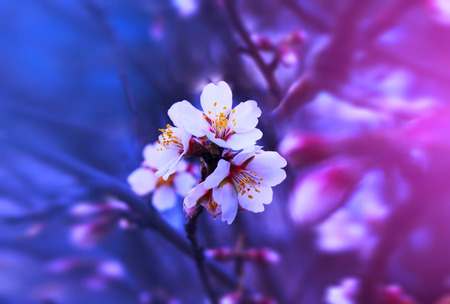 Spring fantastic blooming flowers stand out on a branch. Dramatic background, dark blue and pink tint.の写真素材