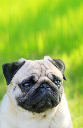Pug dog portrait purebred isolated on a blurred background of green grass. Blurred space for text. Verticalの写真素材