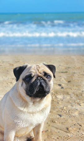 Pug dog is a young thoroughbred sitting on his hind legs on the beach and looks into the distance. Blurred background of sky and sea.の写真素材