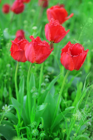 Red tulips flowers in green grass closeupの写真素材