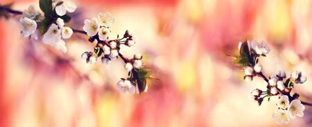 Spring background with blooming tree cherry, bokeh bright red, orange and white color for skinali. Banner for website. Panorama. Blurred space for text.の写真素材