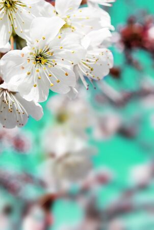 Spring cherry blossoms closeup, white flower sunny day, background against the blue sky. Blurred space for text.の写真素材