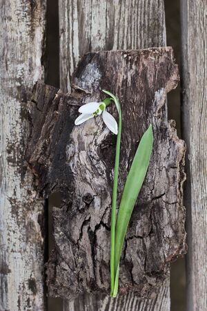 Snowdrop. Dramatic Spring flower on a rustic wooden background, table.の写真素材