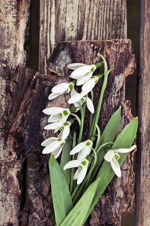 Snowdrops. Dramatic Spring flowers on a rustic wooden background, table.の写真素材
