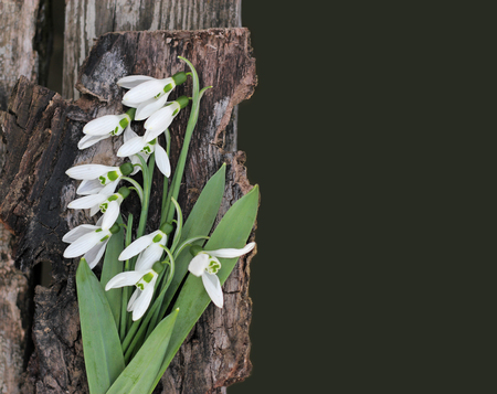 Snowdrops card. Dramatic Spring flowers on a rustic wooden background, table. Blurred space for text.の写真素材