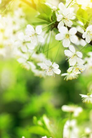 Spring cherry blossoms closeup, white flower on blurred green background grass, banner for website. Blurred space for your text.の写真素材