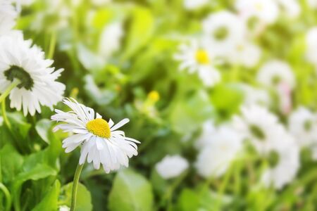 Daisy flowers Closeup of field beautiful white on blurred green background grass, banner for website. Blurred space for your text.の写真素材