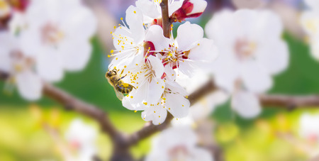 Spring. Bee collects nectar (pollen) from the white flowers of a flowering cherry on a blurred...