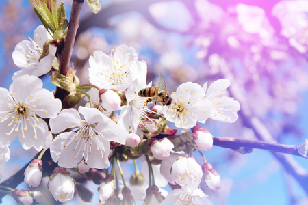 Bee collects nectar (pollen) from the white flowers of a flowering cherry on a  blurred background of nature and sky, a banner for the site. Blurred space for text.の写真素材