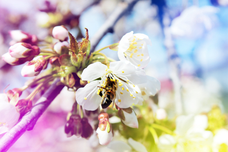 Bee collects nectar (pollen) from the white flowers of a flowering cherry on a  blurred background of nature and sky, a banner for the site. Blurred space for text.の写真素材