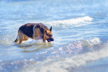 German Shepherd on the beach in the blue ocean (sea) on a sunny summer dayの写真素材