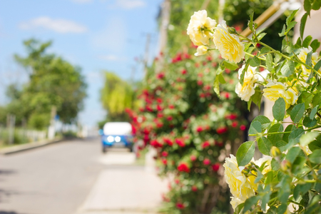 Yellow roses on a background of a street with trees and sky. Sunny summer day, flowers border in blur background.の写真素材