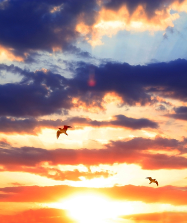 Sunset in the sky with clouds and birds fly. Dramatic landscape.の写真素材