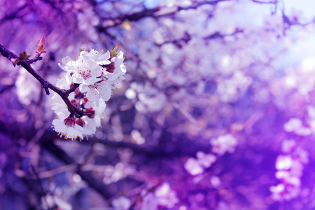 Spring fantastic blooming flowers stand out on a branch. Dramatic background, dark blue and purple tint.の写真素材