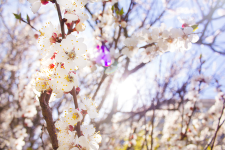 Spring cherry blossoms closeup, white flower sunny day and bright rays, against the blue sky.の写真素材