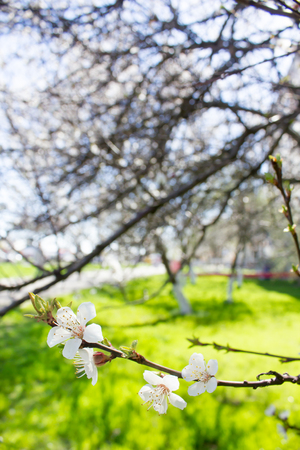Spring flowers blooming white cherry on a blurred green background grass and garden. Sunny day.の写真素材