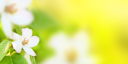 White flowers of a flowering quince (Cydonia oblonga) on a green and yellow blurred background of nature, a banner for the site. Panorama. Blurred space for text.の写真素材