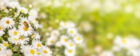 Honey bee collect pollen from the white flower Asters on a green and yellow blurred background of nature, a banner for the site. Panorama. Blurred space for text. Skinali.の写真素材
