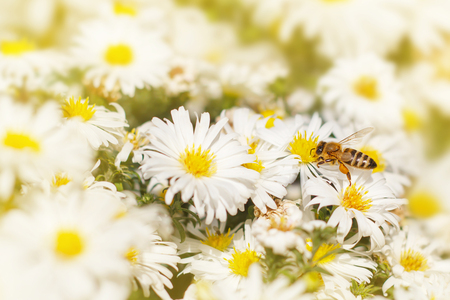 Honey bee collect pollen from the white flower Asters under the summer sunlight.の写真素材