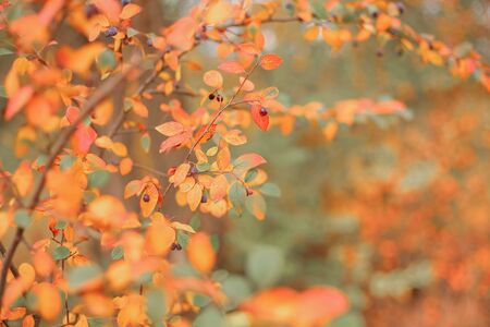 Nature autumn background with orange foliageの写真素材