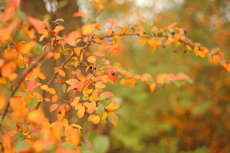 Nature autumn background with orange foliageの写真素材
