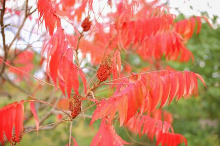Colorful vibrant leaves on a sumac plant during the autumn season.の写真素材