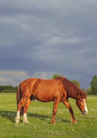 Brown horse portrait on a background of blue sky and green grass grazes in the meadowの写真素材
