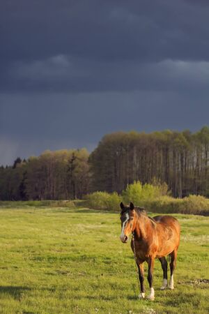 Brown horse portrait on a background of blue sky and green grass grazes in a meadow, before the rainの写真素材