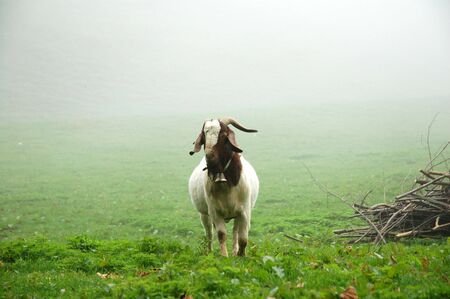 Goat in mistの写真素材