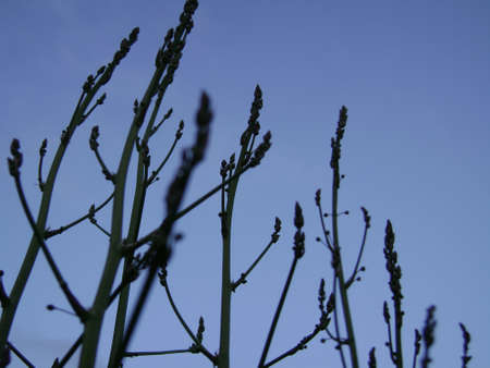 Weeds with Blue Sky Background