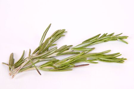 Twig of rosemary on a white backgroundの写真素材