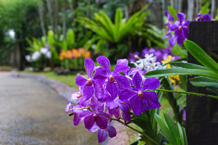 the branch of the purple spotted orchids growing on the pole in the Park of orchids in the morning dew, after rain.の写真素材