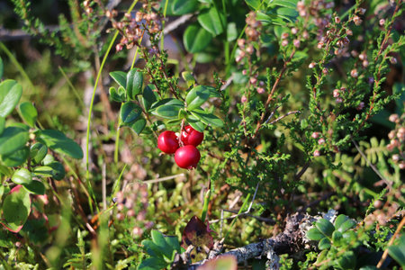 Red lingonberries in an autumn forest among the shrubsの写真素材