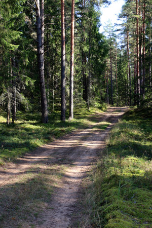 A path in the forest on a sunny day with fir and pine trees on both sidesの写真素材