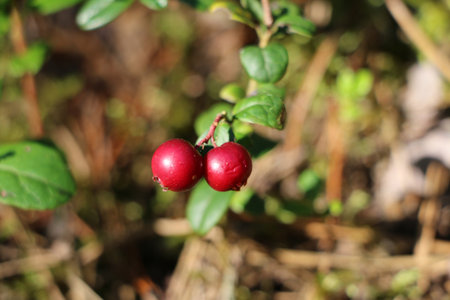 Red lingonberries with mint in an autumn forest on a blurred backgroundの写真素材